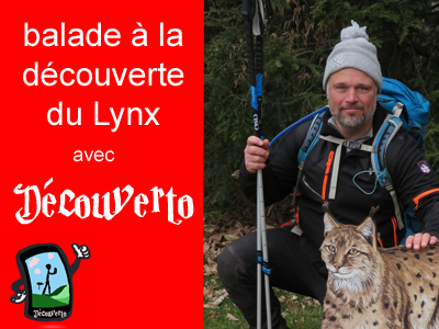 Balade à la découverte du Lynx