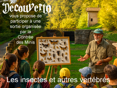 Les insectes et autres vertébrés