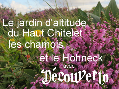 Le Hohneck en passant par le jardin d'altitude du Haut Chitelet