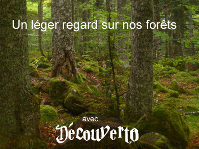 Un léger regard sur nos forêts