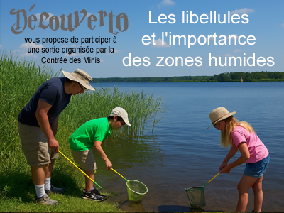 Les libellules et l'importance des zones humides